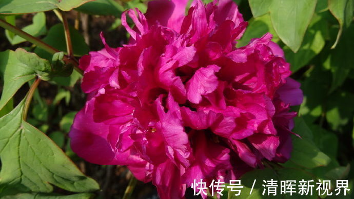 轻罗|喜欢菊花，不如养盆“江南牡丹”轻罗，花开妖娆，鲜艳夺目，真美