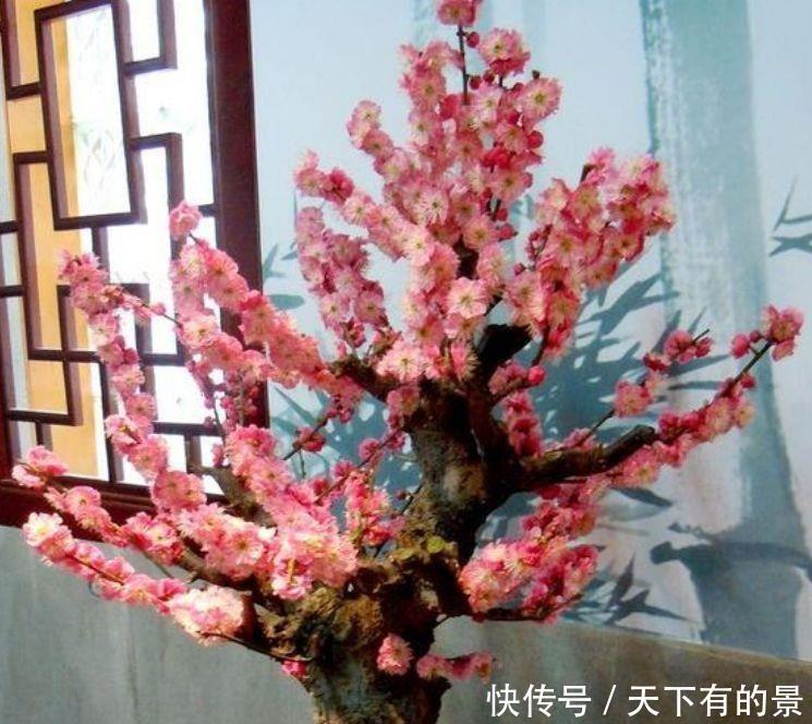 5种花是花卉中的佼佼者,开花一茬又一茬,花期超长美极了