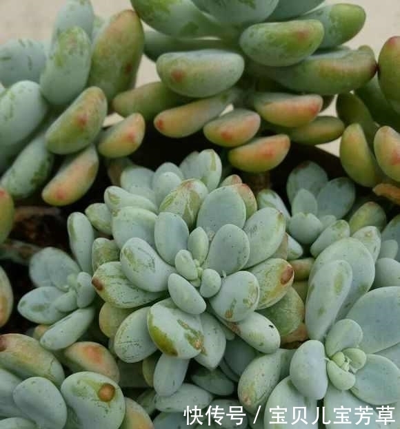 用了这3料，多肉入秋一个多月，被养成小胖子