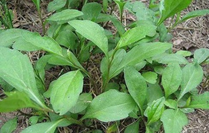 人参菜|农村三大野菜，润肺生津，强身健体，如今城里人想吃买不到