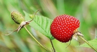 草莓|农村有一种野果像草莓,都说有毒,却不知它是名贵中药