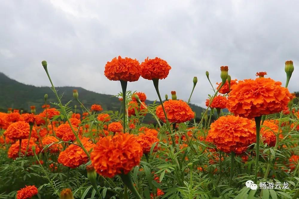 节气|大理赏菊正当时