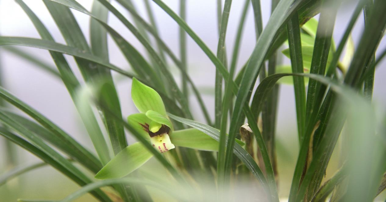 种活兰花不难，养好兰花却不易，十分钟读懂兰花该如何养护