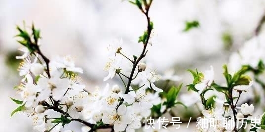 春泪|秦观最经典的一首诗,有情芍药含春泪,无力蔷薇卧晓枝!