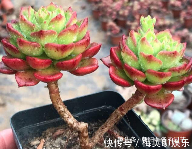 温差|秋季养多肉,抓住这2点,个个饱满出状态