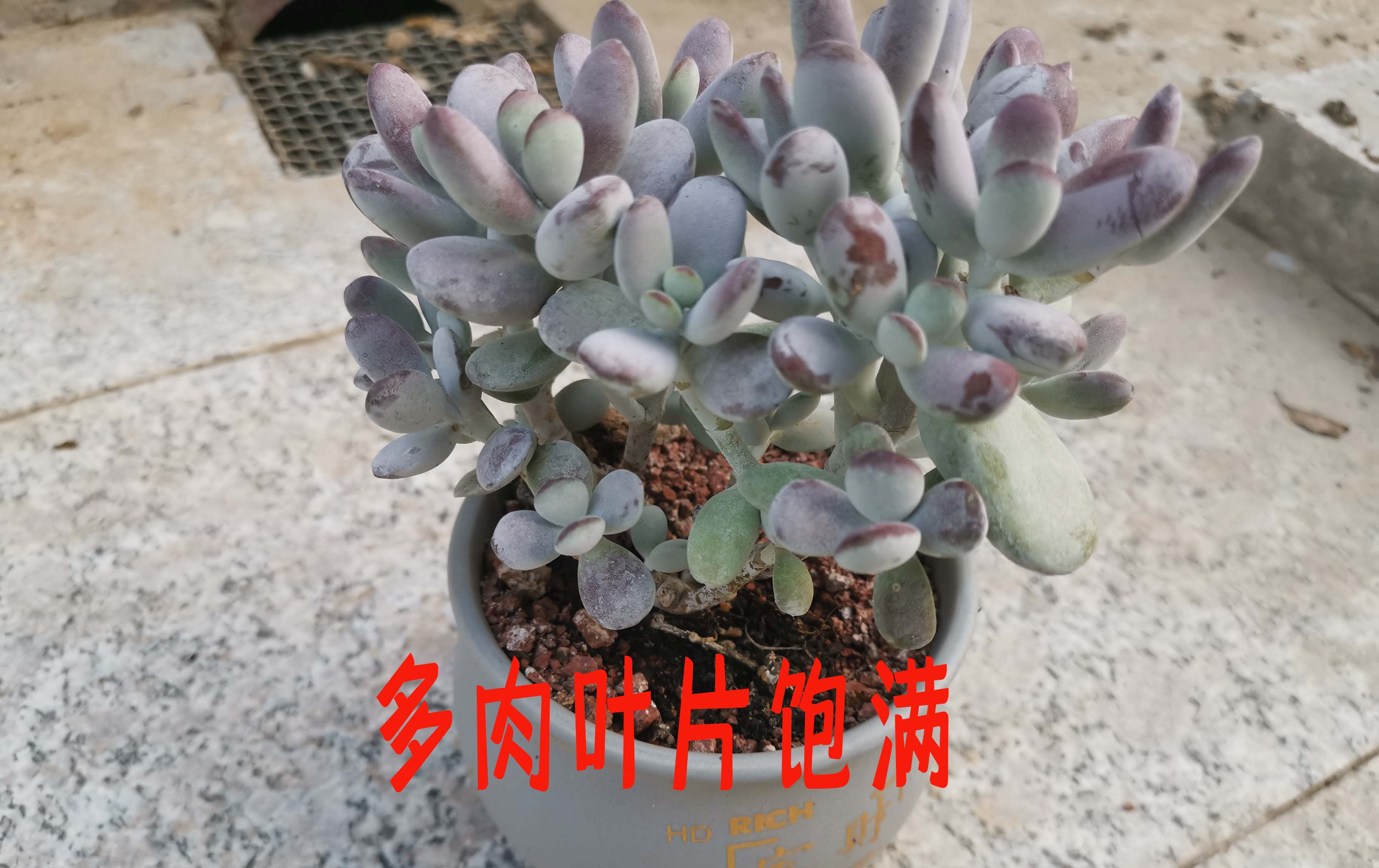 给多肉植物浇水那么简单,你为什么总是做不好