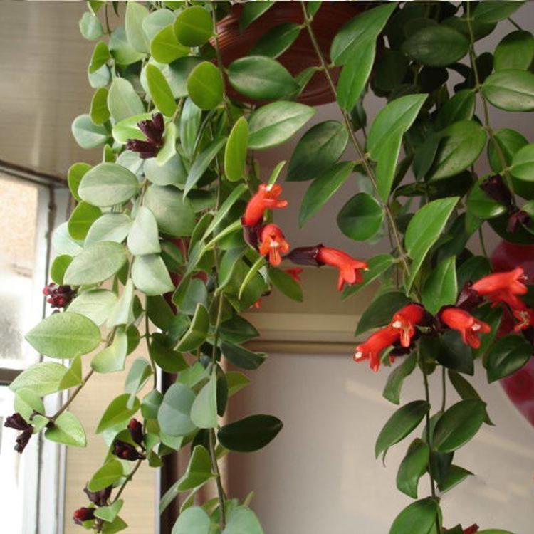 想要花花爆满盆吗？那么养这些花朵，超好养，一盆变多盆，美爆了