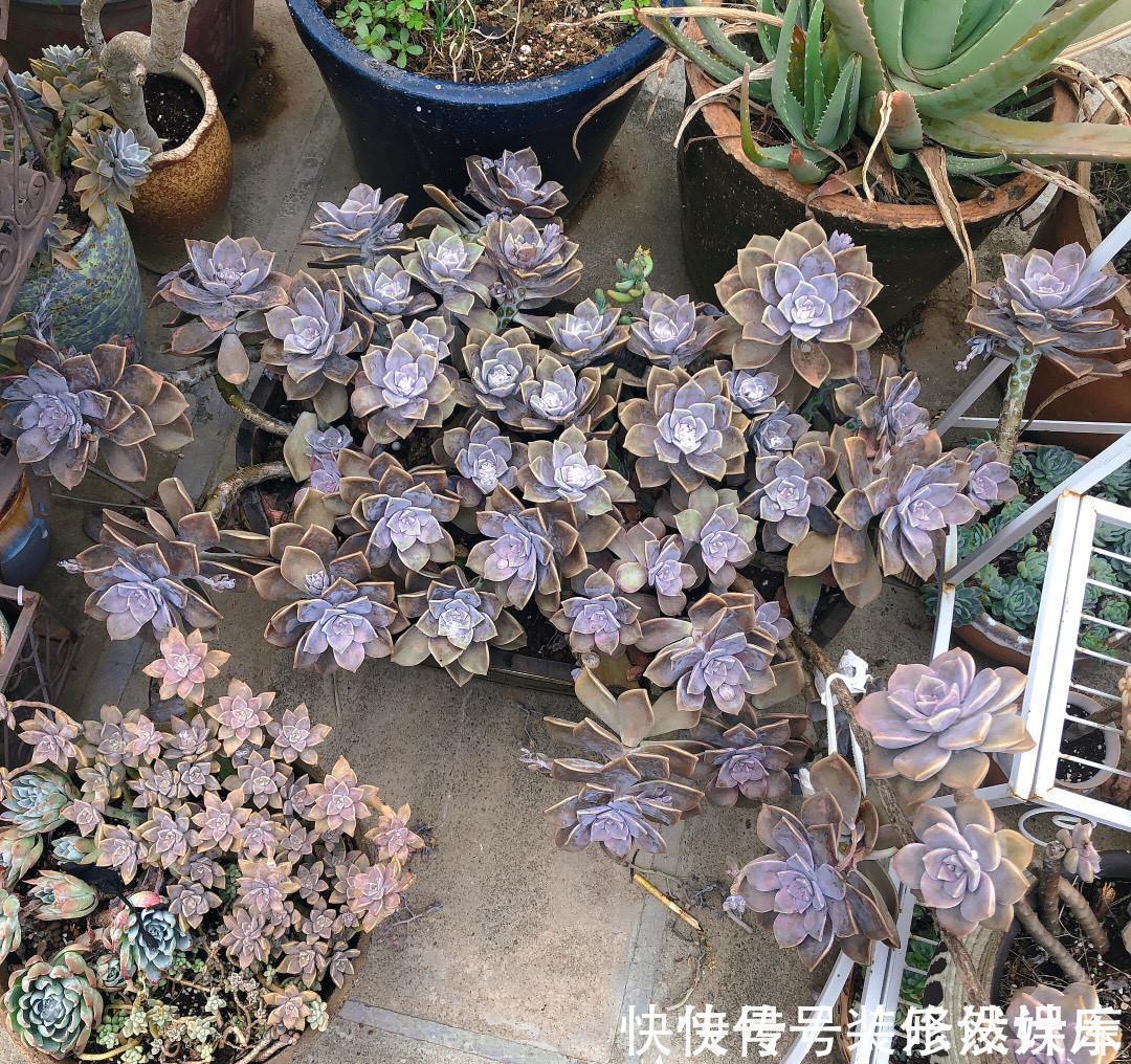 景天科|这“三多肉”不怕热,三伏天正常“补水施肥”,咕噜冒崽挤满盆