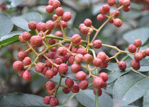治疗脚气|花椒水泡脚功效太大了,不仅可以治疗脚气,还有3大好处等着你!
