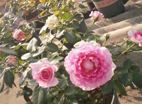 月季施肥有“讲究”,学会这“3要”,长势旺,花苞超多,花期长