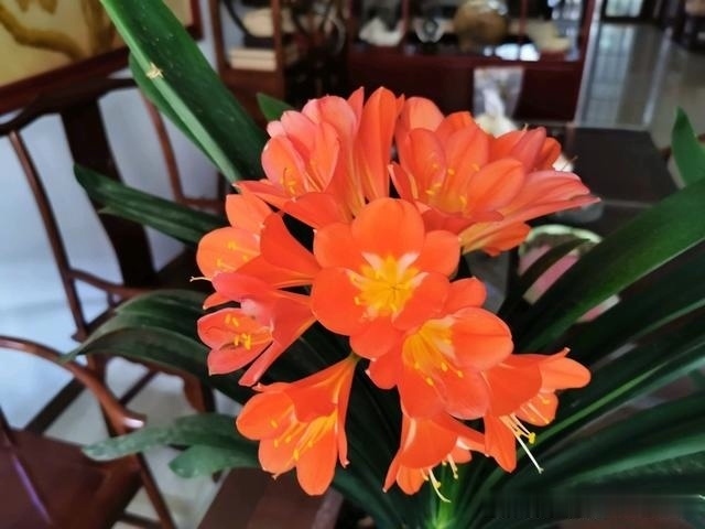 花友们|君子兰最爱“3种肥”,很好找,10天追一次肥,入秋开花翻一倍