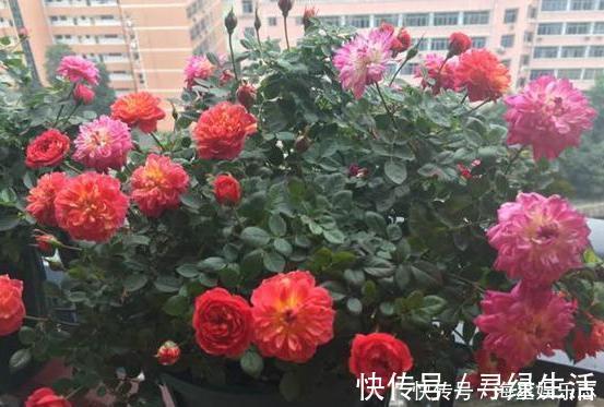 品种|喜欢养花就盆栽月季,此款花期长、易爆盆,一株苗开出多色花