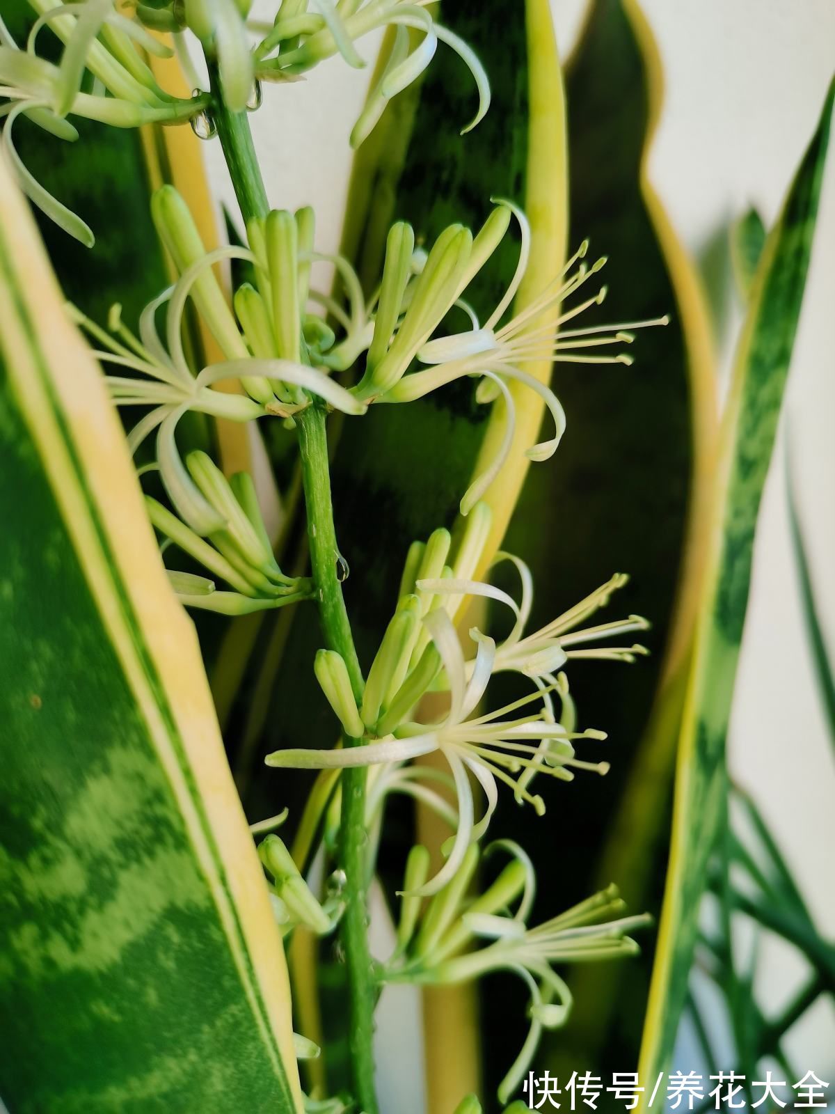 朱顶红|10种带“虎”的花，虎年虎虎生风，认识的人真不多