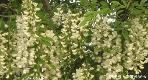 食物|在农村长大的你，你有全部吃过这些食物吗！尤其是最后一种