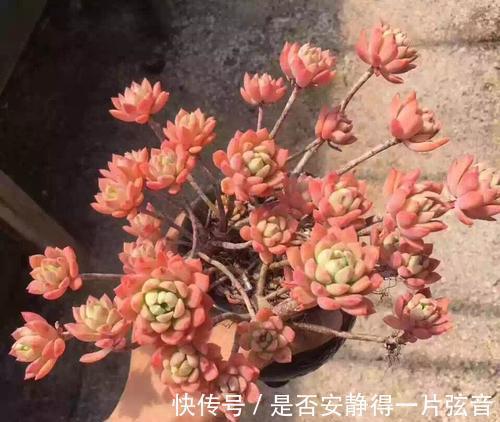 墩子|多肉马库斯真皮实，夏天不休眠，好养好看长成群生肉墩子