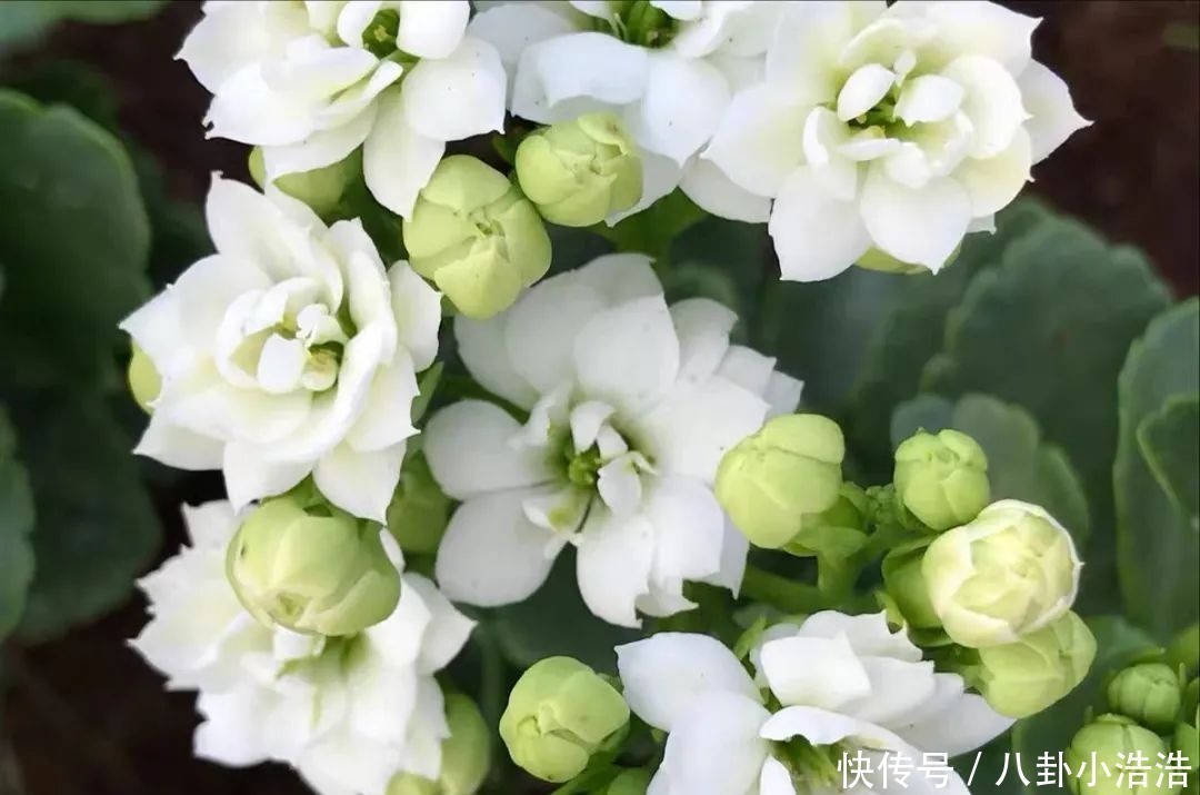 花期|45种长寿花,个个都是高颜值,家里养几盆,美得移不开眼