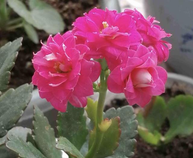 夏天盆栽“长寿花”,把4个“小细节”做好,天冷后冒花苞,美