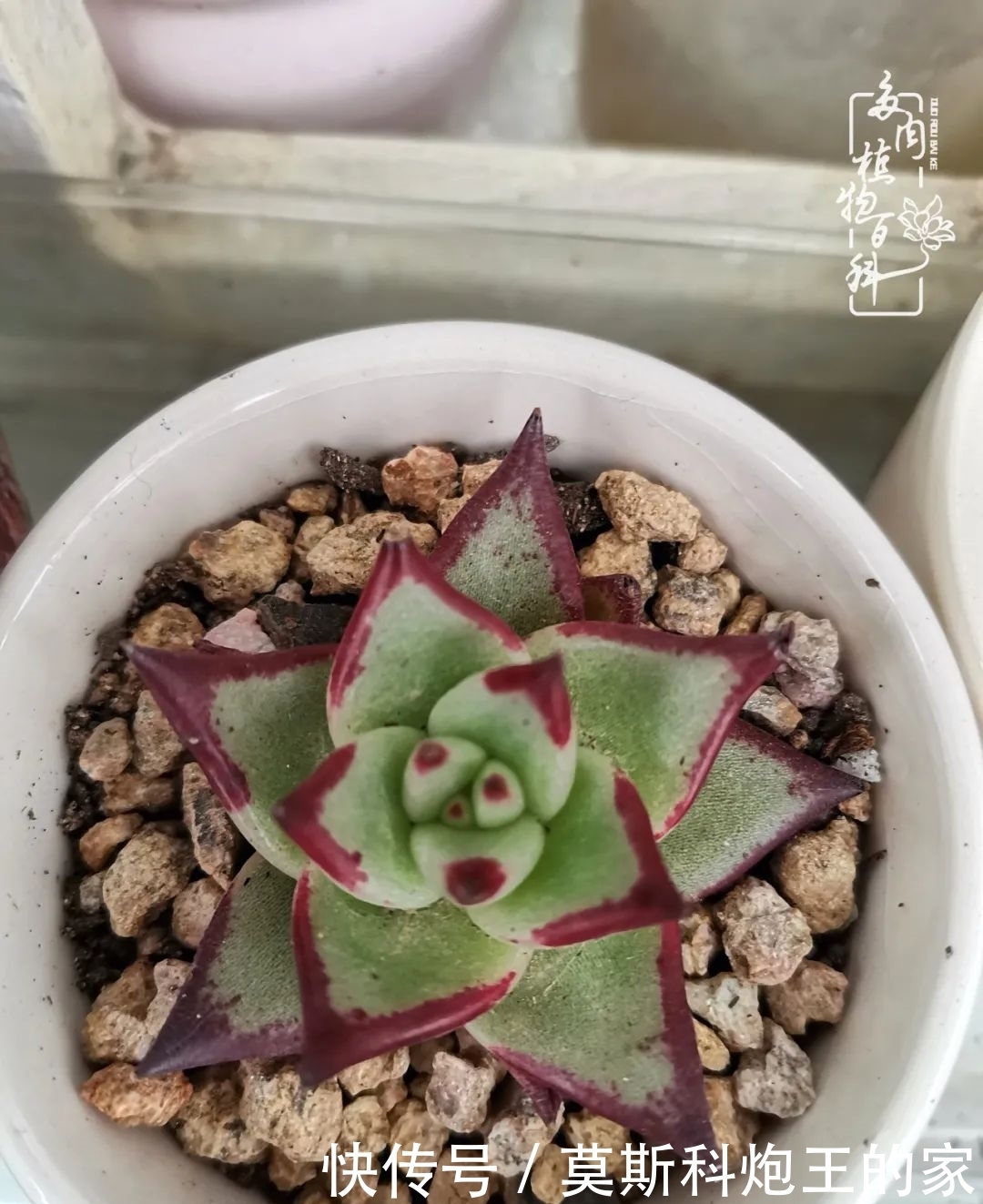 回顾令人难忘的2020年!2021,我定不负美肉不负众望!