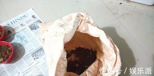 土壤|我用这方法扦插繁殖了几十盆的植物,薄荷、吊兰轻松培育