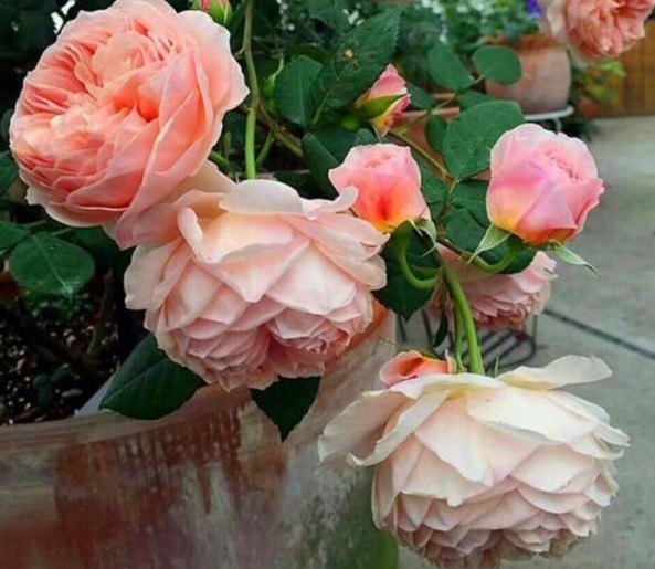 杜鹃花|月季花杜鹃花栀子花总是养不活教你一招,连开3个月!