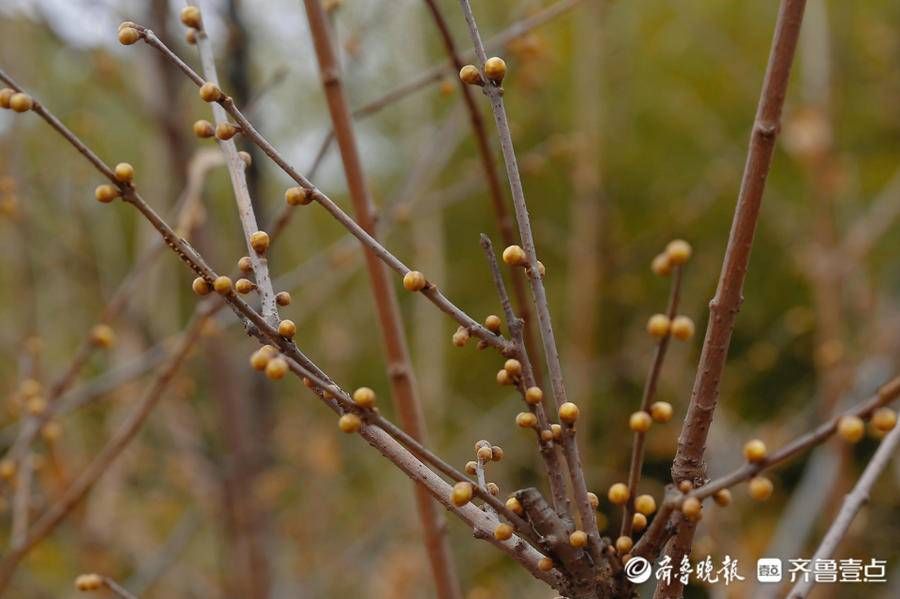 暗香|壹图集｜泰城五处赏梅寻香地盘点，不容错过的暗香涌动