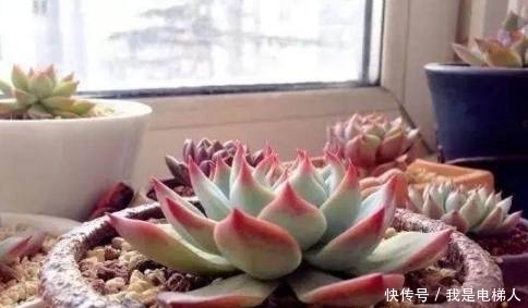 半死不活的多肉植物，只需往盆里加点这个东西，多肉蹭蹭长爆盆