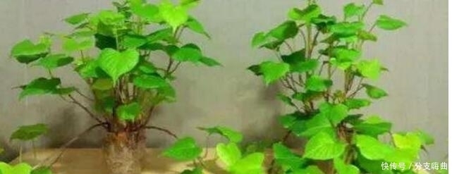 玻璃瓶|把红薯放玻璃瓶看了的人都蒙了