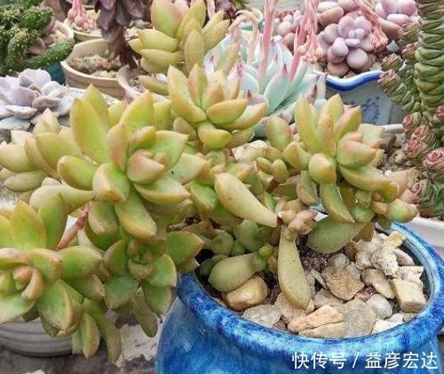 景天科|最抗冻的5种多肉，零下10℃都冻不死，还长得肥嘟嘟