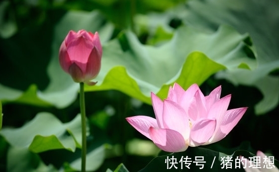 运势|10月中旬，4属相运势红火，桃花朵朵开，喜事自然来