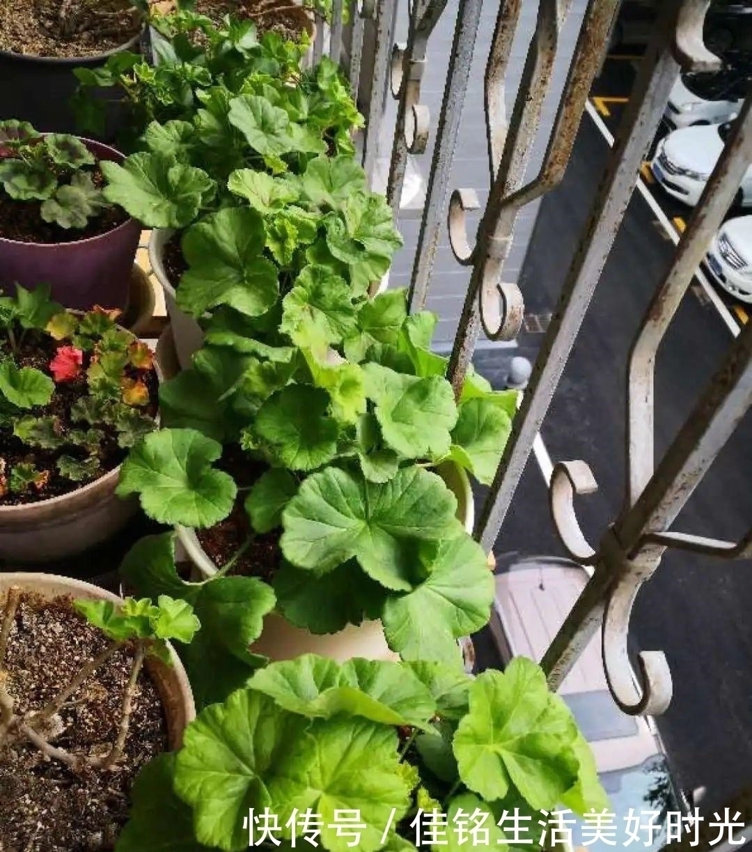 天竺葵|8种花夏天太容易死,现在赶紧扦插,死了也不心疼