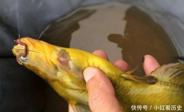 别再七想八想，“征服”黄颡鱼就得用这钓法，不料刚一下竿就有口