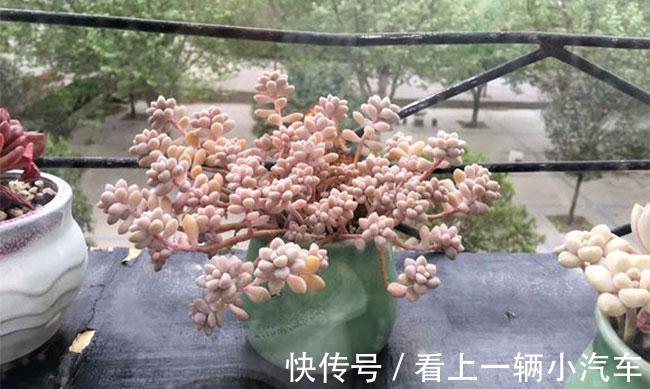 光照|养多肉秋丽，从这4点入手，植株一年四季长新枝，呼呼爆盆