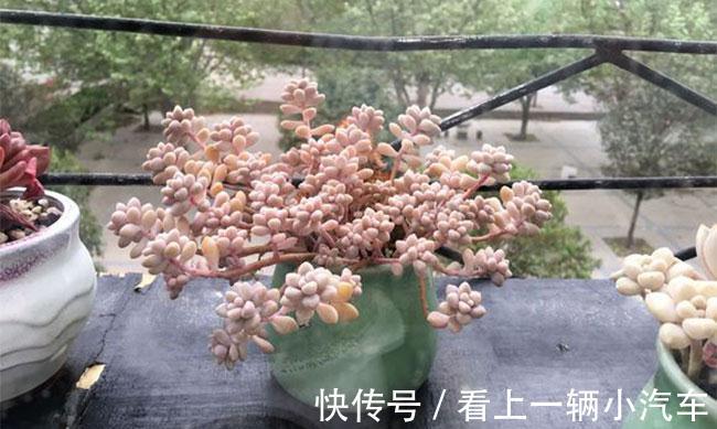 养多肉秋丽,从这4点入手,植株一年四季长新枝,呼呼爆盆