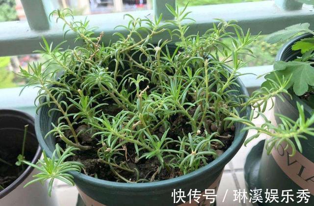 种花|4种''路边垃圾''不简单，带回家处理好养花，啥肥料都不再缺了