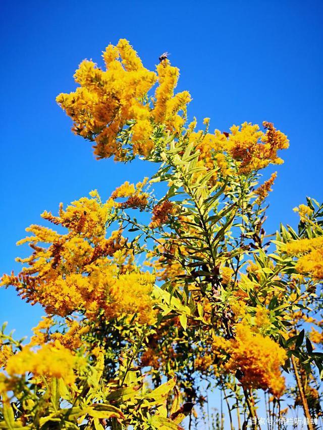 《七绝.初冬印象》霜染苍茫已入冬,枝条飞叶落无穷