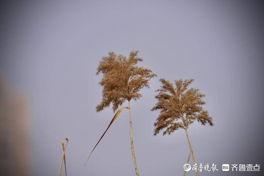 景色|济南大明湖景色醉人