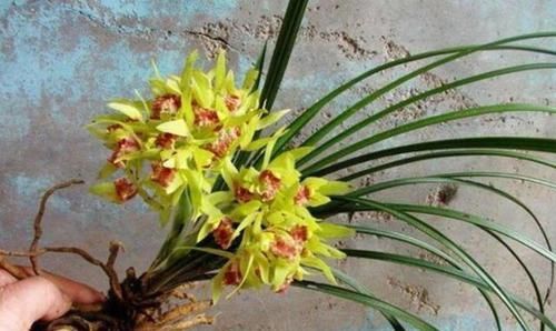  绿色植物|如何养兰花盆栽？知道这个养护小技巧，省钱又省事，一盆变多盆