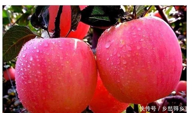 营养|冬天苹果最美味的做法,暖和又营养