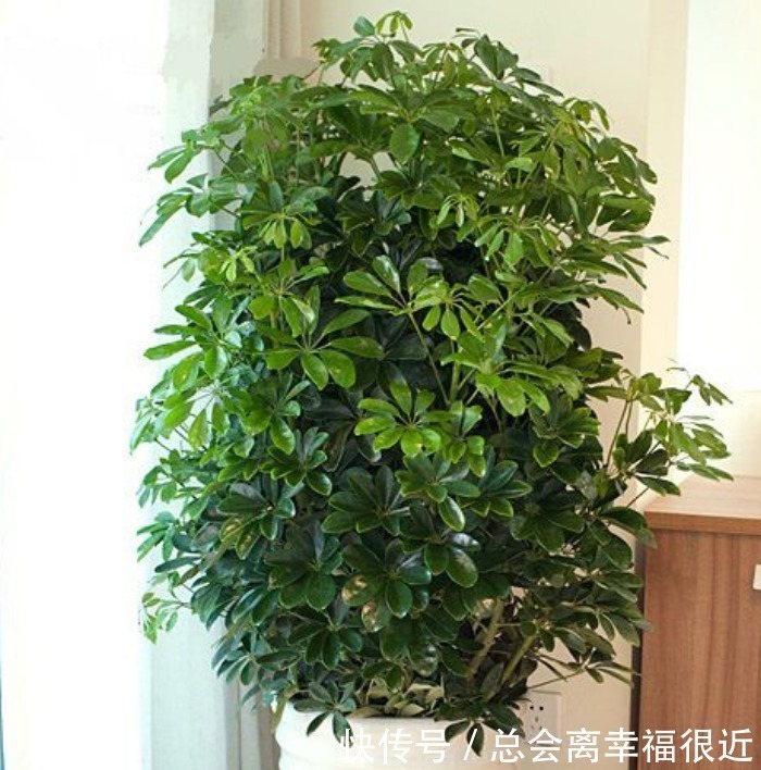 柠檬|家里最适合养上“3种花”,人养花,花也养人,解毒败火,值得养