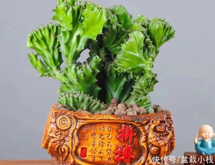 寓意|建议中老年花友：养花就养这4种，寓意是真的好