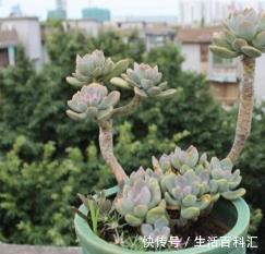 多肉|一直养不好多肉?试着养棵冬美人,会有不一样的惊喜!