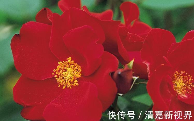 黑菊花|家里养花，不如养“珍稀名菊”墨菊，花色如墨，优雅妖娆
