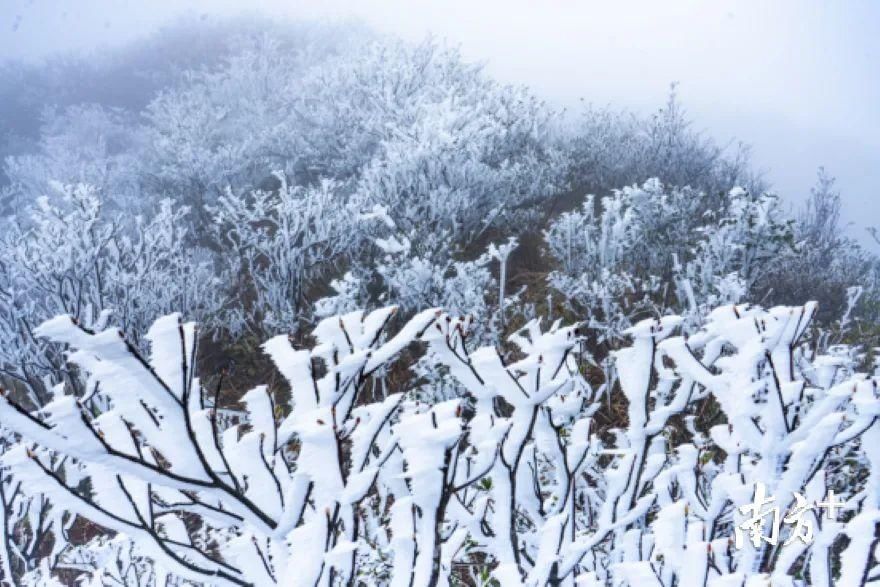 缓慢|广东下雪了？下周深圳缓慢升温+分散小雨