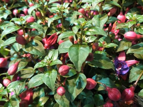 松针土是养花万能土，但是别乱用，不同状态的松针，要区别对待