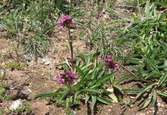 很大|这种植物是火锅调味料之一,市场需求很大,目前市场价35元一斤