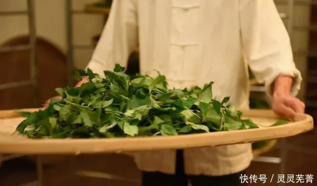 铁观音|高级铁观音都有这个特征,看看你的有没有