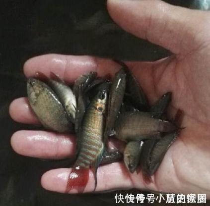 农村儿时这种鱼还记得吗?现在已经见不到了