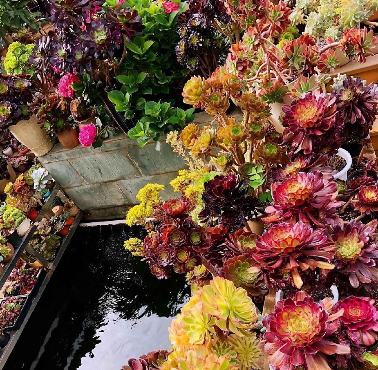 2招让多肉法师“大爆头”,变群生,变老桩,都有好办法