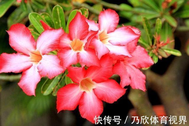 叶片|养这10种花,再喜欢也别多浇水,少浇水,不管它,反而花更多