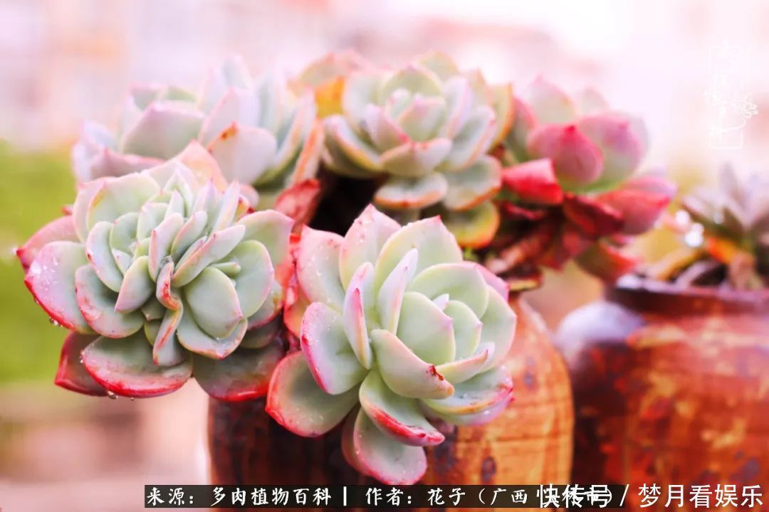 为了爱情|为了爱情来到陌生城市,偶遇多肉,地老天荒的爱恋!